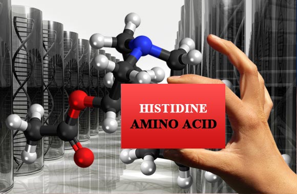 amino acids histidine