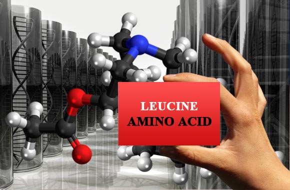 amino acids leucine