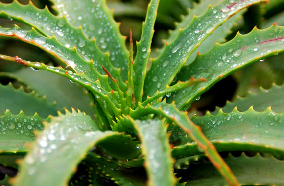 health benefits of herbs aloe