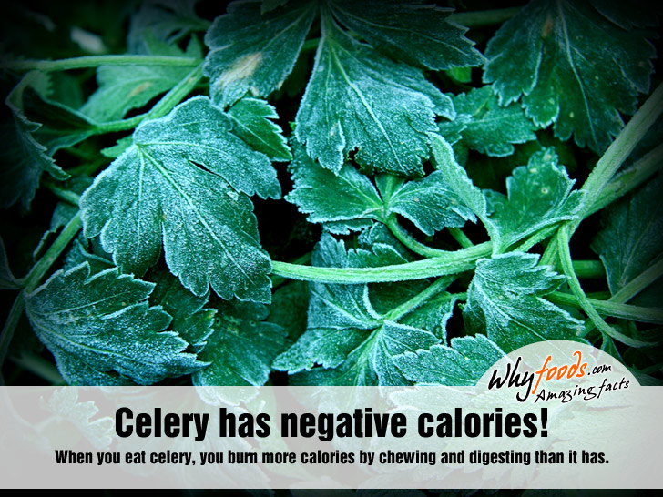 Amazing Celery Facts