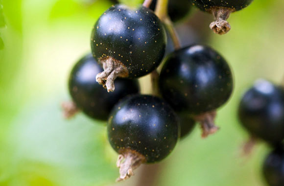 health benefits of fruits blackcurrant