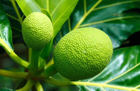 health benefits of fruits breadfruit