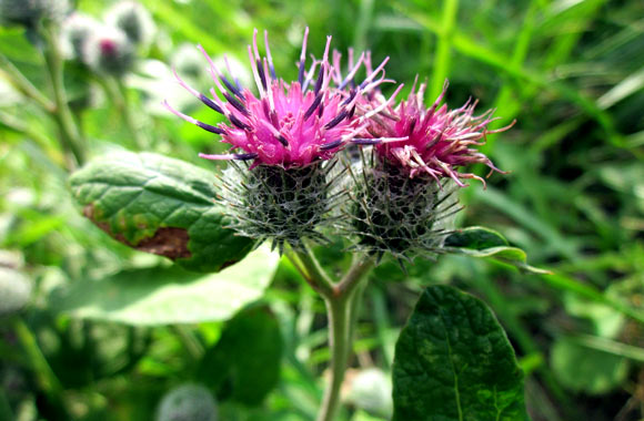 health benefits of roots burdock