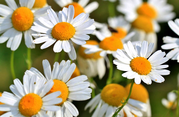 health benefits of herbs chamomile