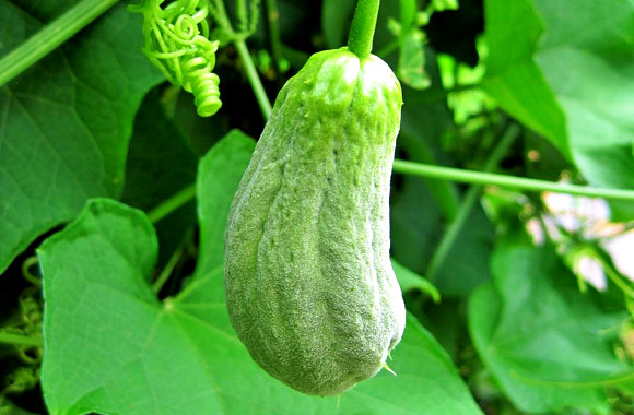 health benefits of fruits chayote