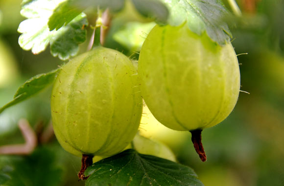 health benefits of fruits gooseberries