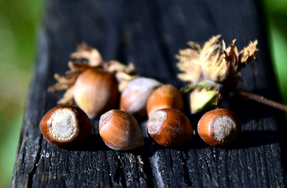 health benefits of nuts hazelnuts