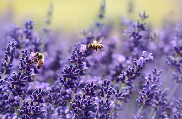 health benefits of herbs lavender