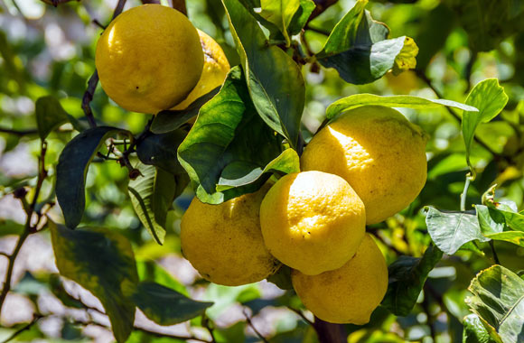 health benefits of fruits lemons