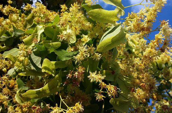 health benefits of herbs linden