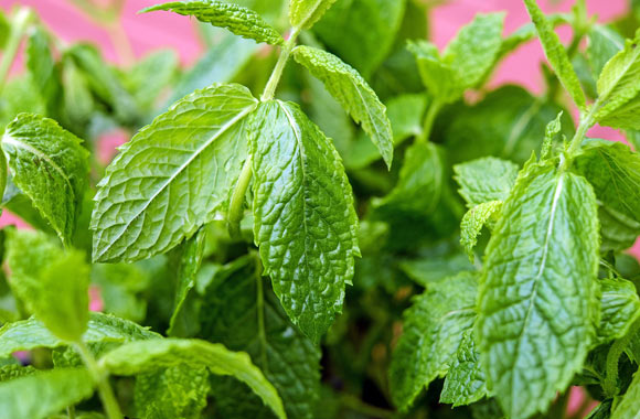 health benefits of herbs mint