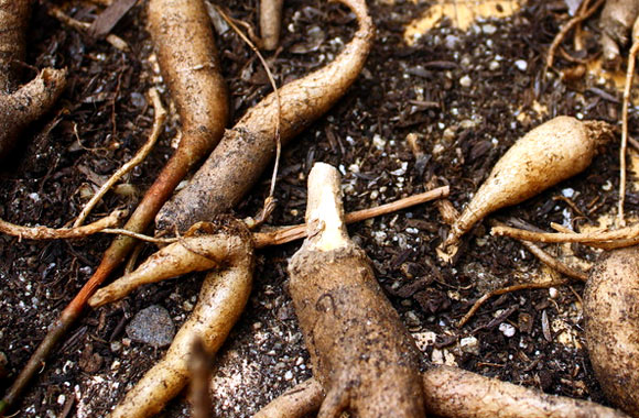 health benefits of roots moringa