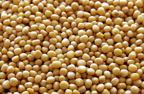 health benefits of seeds mustard seeds