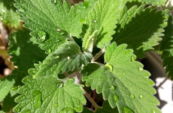 natural brain remedies catnip