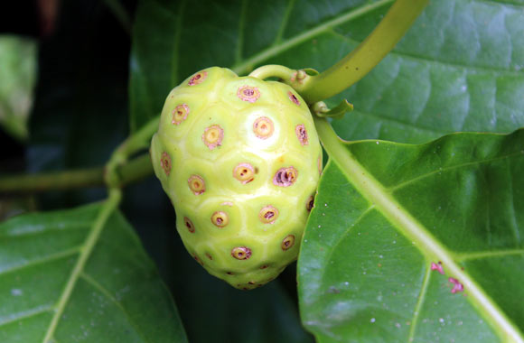 health benefits of fruits noni