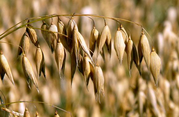 health benefits of grains oats