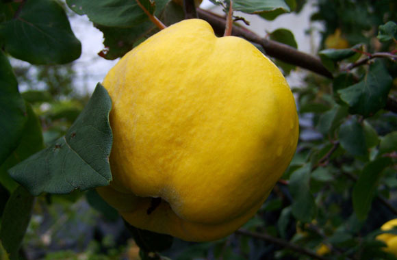 health benefits of fruits quince