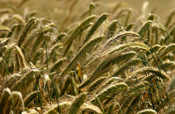 health benefits of grains rye
