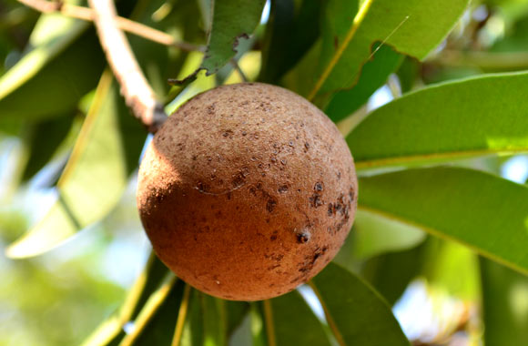 health benefits of fruits sapodilla