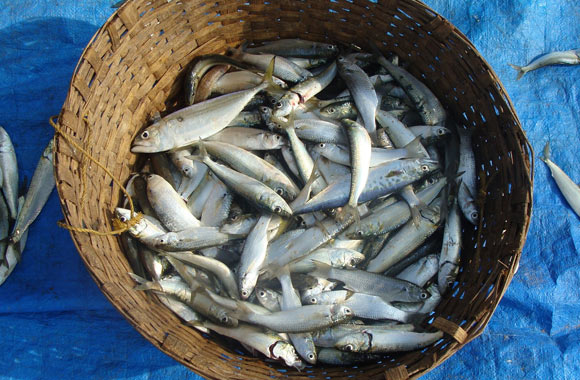health benefits of fish sardine