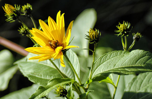 health benefits of roots sunchokes