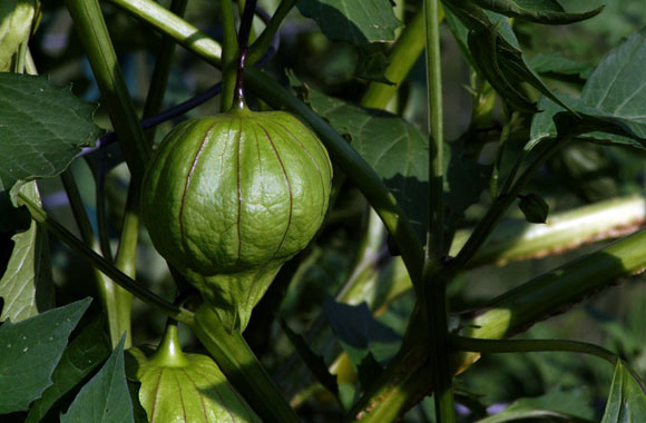 health benefits of fruits tomatillo