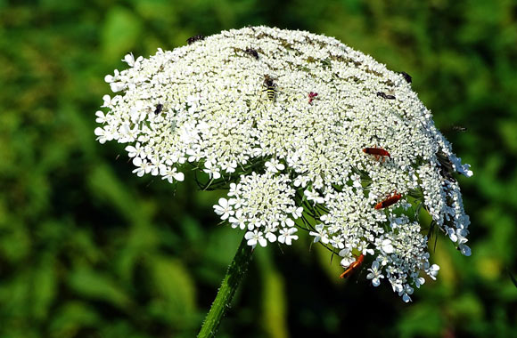 health benefits of herbs yarrow